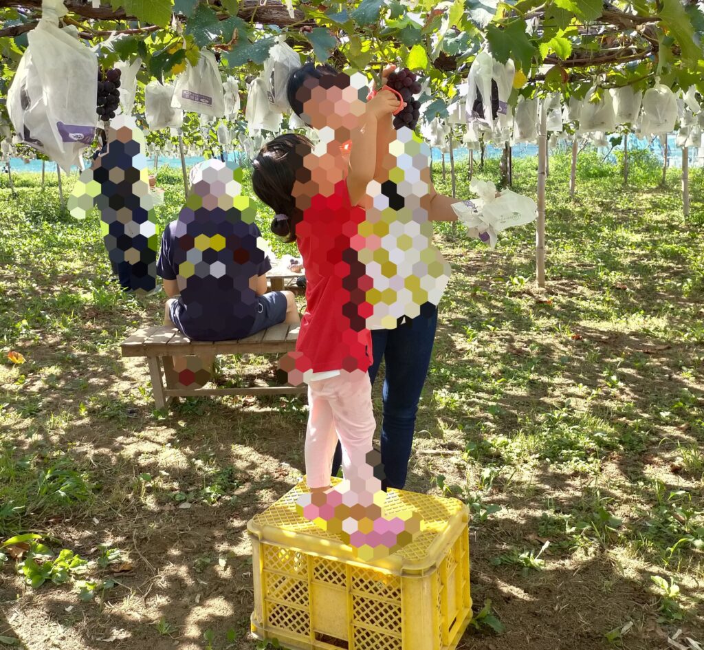 むさしの園並木でぶどうを収穫する写真