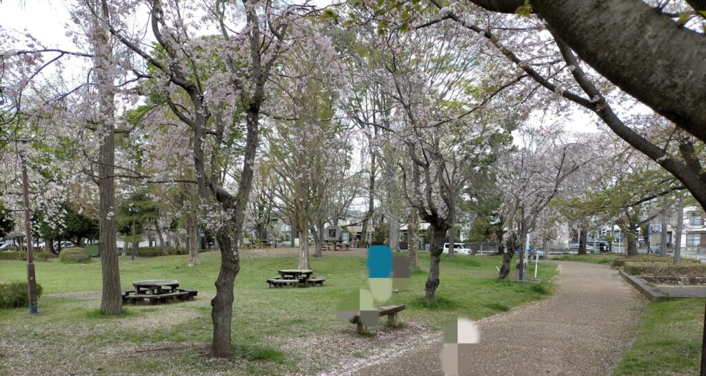 吉羽公園の桜が綺麗な広場