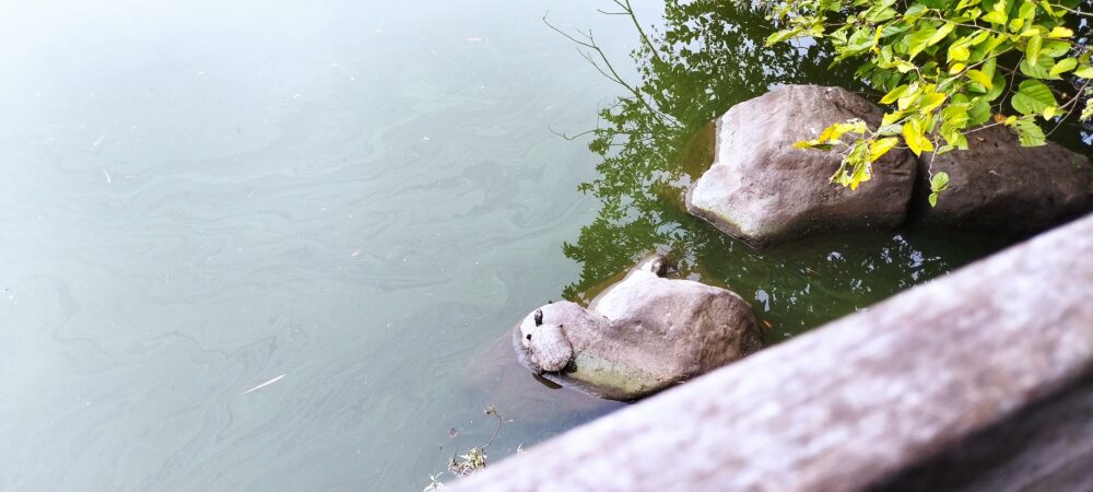 沼井公園の調整池にある自然観察デッキから見えた亀の写真