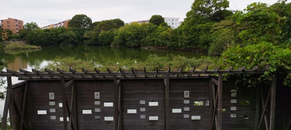 沼井公園の調整池にある自然観察デッキ（写真手前の木枠の穴から池を覗くと鳥、魚、亀を観察できました）